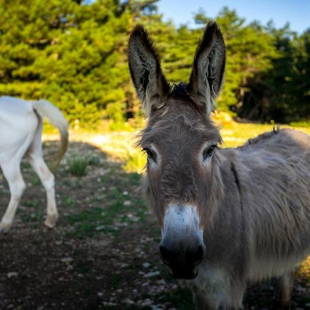 A Ventoux Yourte Monieux Luaran gambar